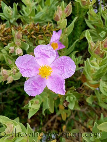 Wildflowers5_4.10.18_TWW