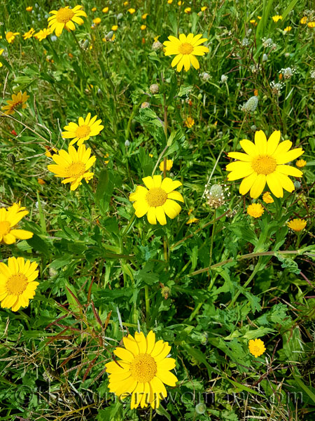 Wildflowers9_4.10.18_TWW