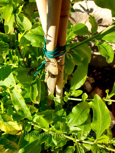 Grasshopper2_5.31.18_TWW