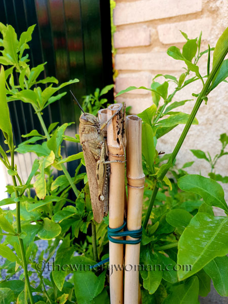 Grasshopper4_5.31.18_TWW