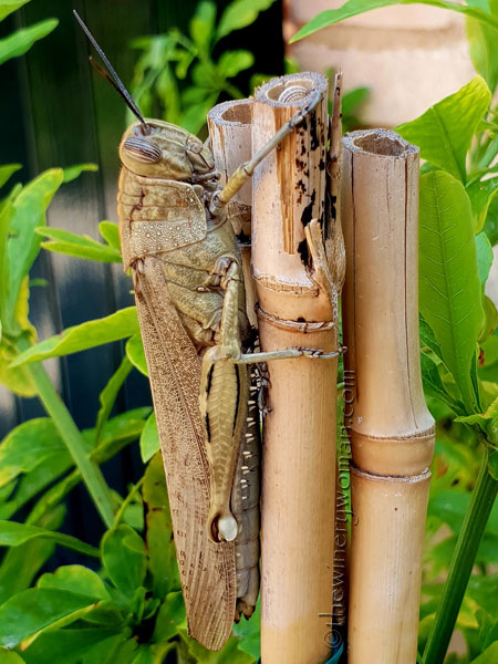 Grasshopper5_5.31.18_TWW