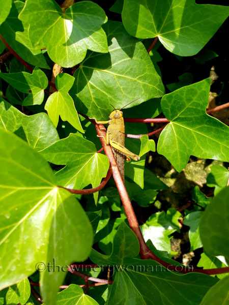 Grasshopper_5.28.18_TWW