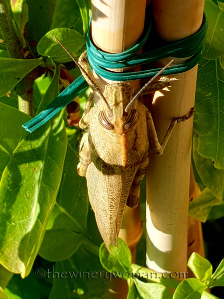 Grasshopper_5.31.18_TWW