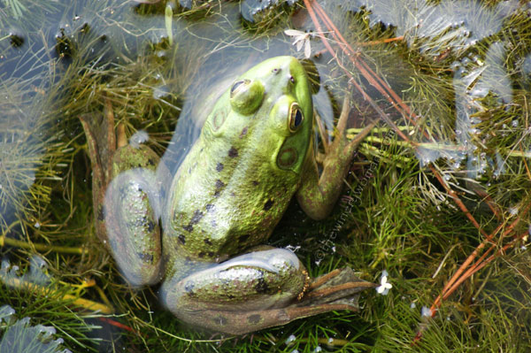 Kennedy-Pond_GA_3_7.08_TWW