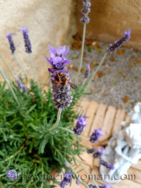 Lavender3_4.29.18_TWW