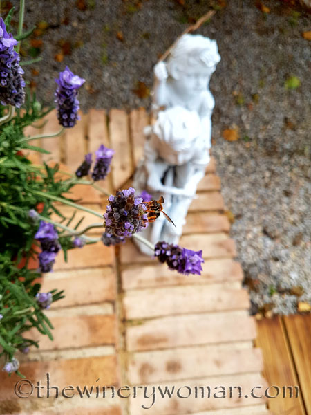 Lavender4_4.29.18_TWW