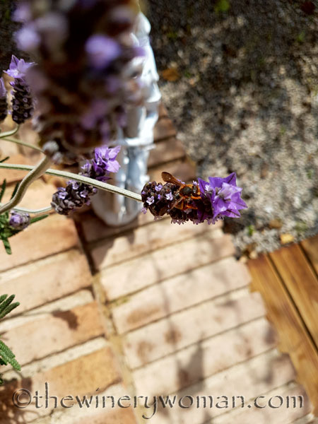 Lavender5_4.29.18_TWW