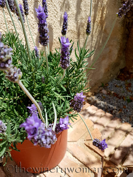 Lavender7_4.29.18_TWW