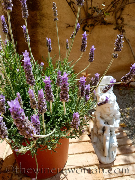 Lavender8_4.29.18_TWW