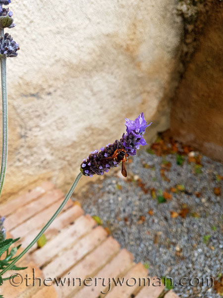 Lavender_4.29.18_TWW