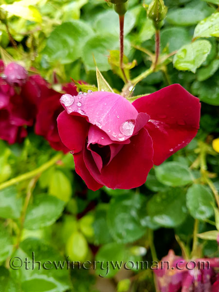 Raindrops_on_Roses11_5.9.18_TWW