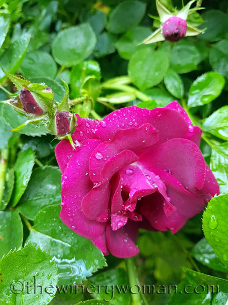 Raindrops_on_Roses12_5.9.18_TWW