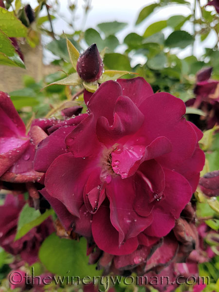 Raindrops_on_Roses13_5.9.18_TWW