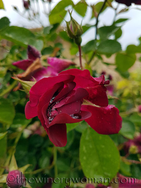 Raindrops_on_Roses3_5.9.18_TWW