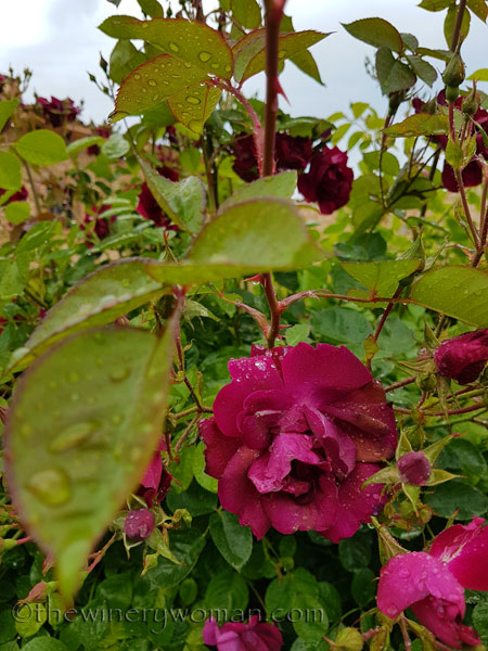 Raindrops_on_Roses8_5.9.18_TWW