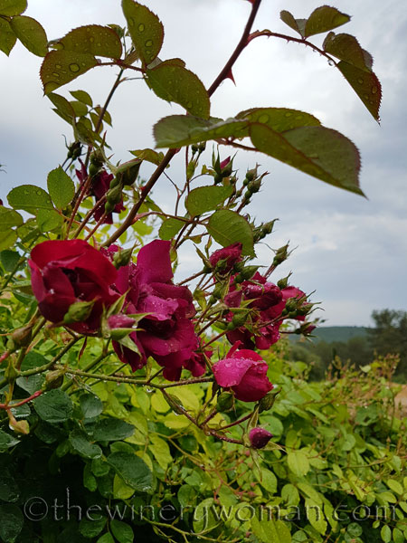 Raindrops_on_Roses_5.9.18_TWW