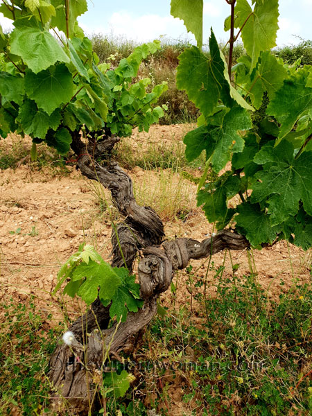 Twisted-Vineyard10_5.27.18_TWW