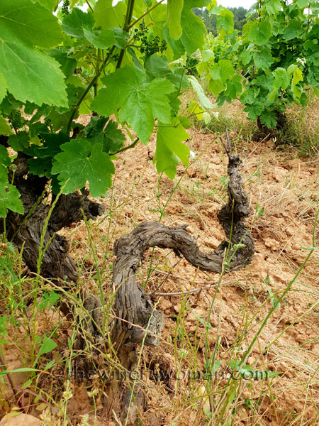 Twisted-Vineyard11_5.27.18_TWW