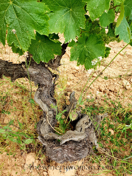 Twisted-Vineyard14_5.27.18_TWW