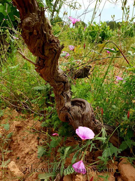 Twisted-Vineyard16_5.27.18_TWW