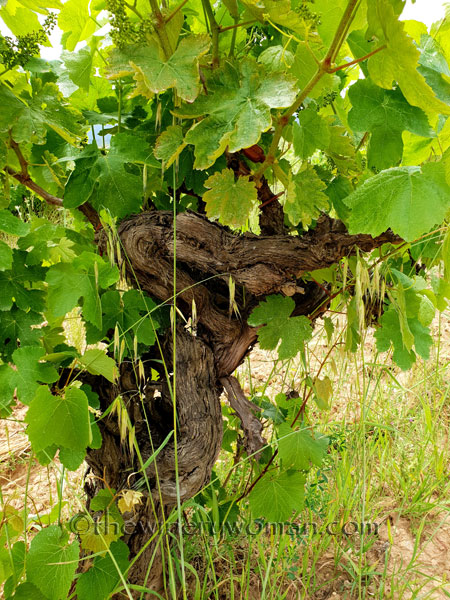 Twisted-Vineyard17_5.27.18_TWW