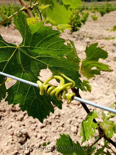 Twisted-Vineyard3_5.27.18_TWW