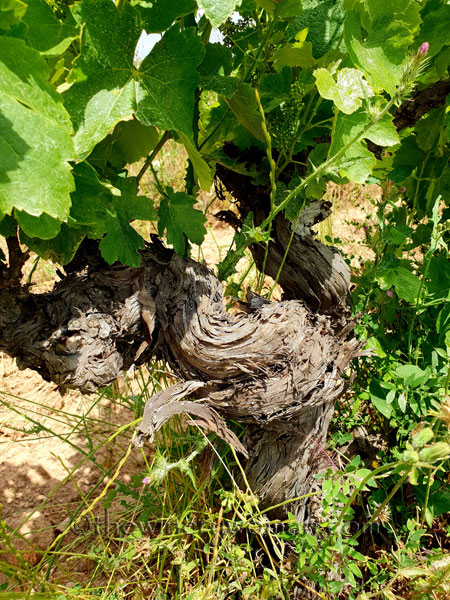 Twisted-Vineyard7_5.27.18_TWW