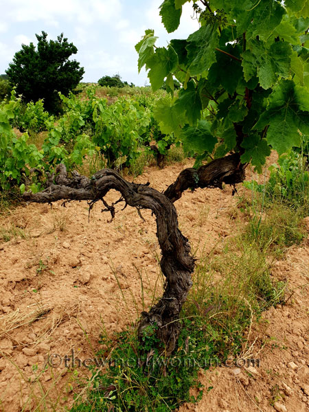 Twisted-Vineyard9_5.27.18_TWW