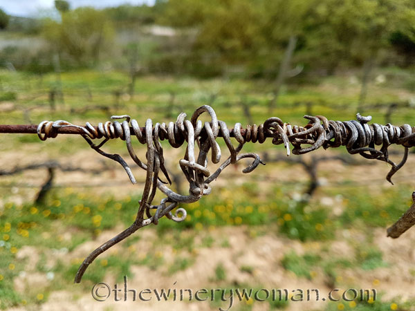 Vines-awakening6_4.10.18_TWW