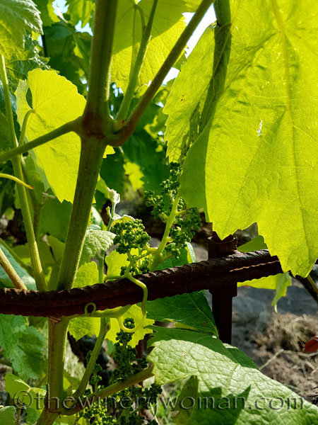 Vines-holding-on_5.17.18_TWW