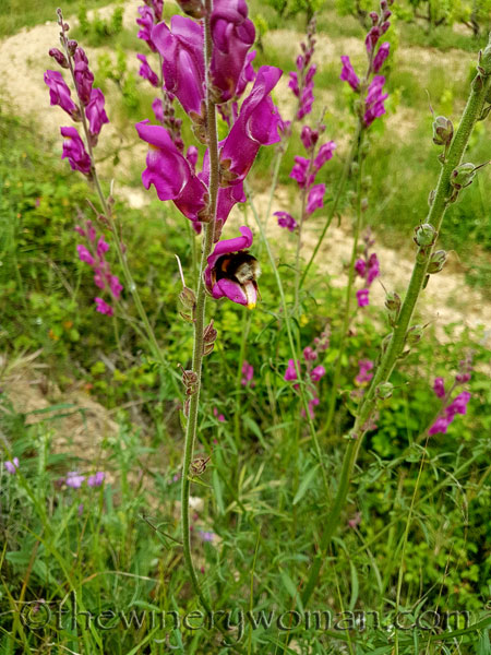 Vineyard-Critters2_5.3.18_TWW