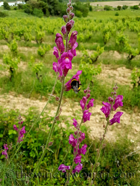 Vineyard-Critters3_5.3.18_TWW