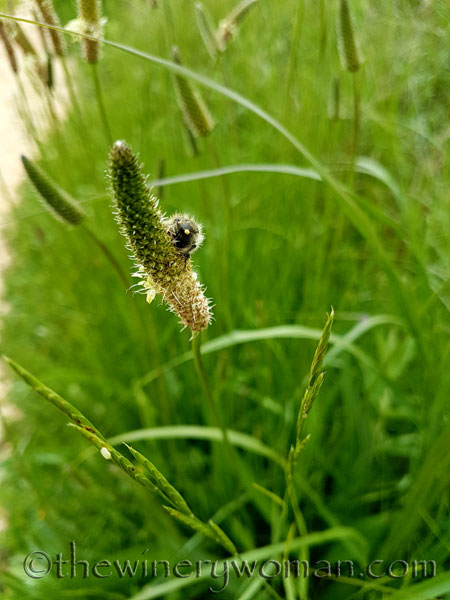 Vineyard-Critters_5.3.18_TWW