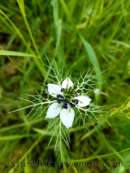 Vineyard-walk13_5.8.18_TWW