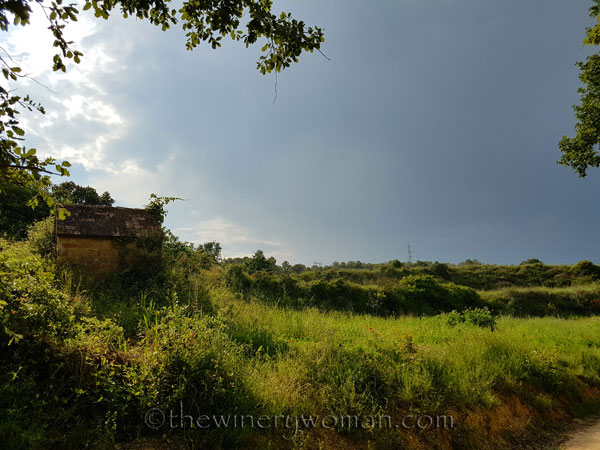 Vineyard-walk15_5.8.18_TWW