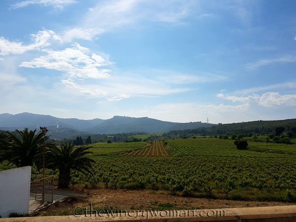 Vineyard-walk2_5.8.18_TWW