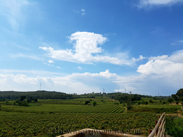 Vineyard-walk3_5.8.18_TWW