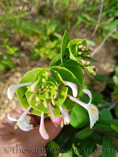 Vineyard-walk4_5.8.18_TWW