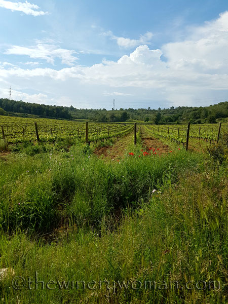 Vineyard-walk9_5.8.18_TWW