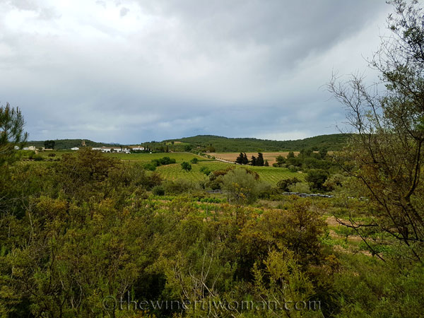 Vineyard11_5.3.18_TWW