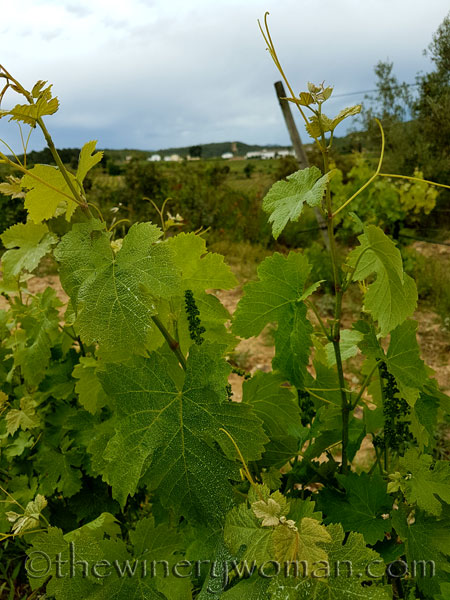 Vineyard12_5.3.18_TWW