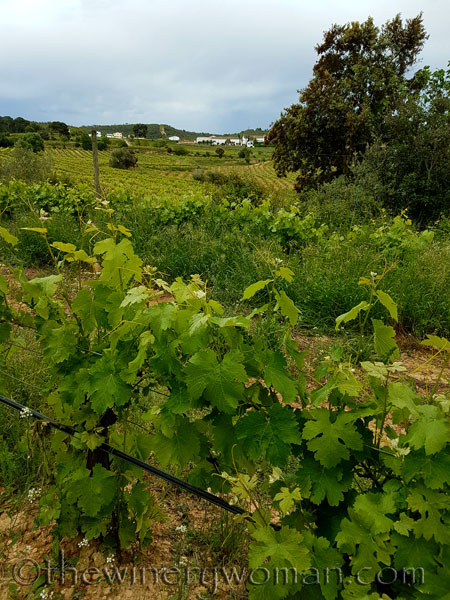 Vineyard13_5.3.18_TWW