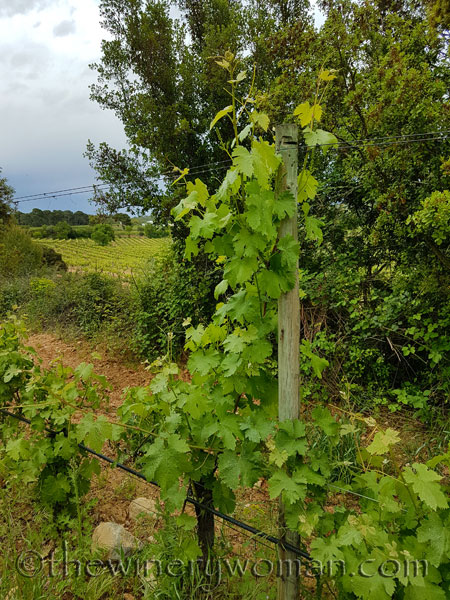 Vineyard14_5.3.18_TWW