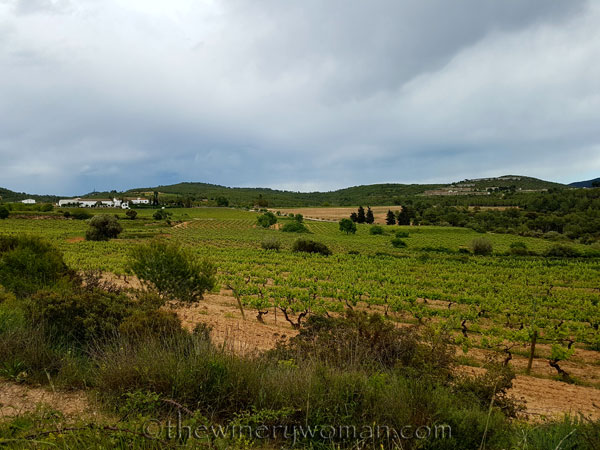 Vineyard15_5.3.18_TWW