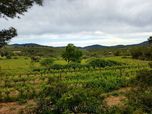 Vineyard16_5.3.18_TWW