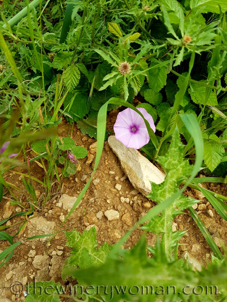 Vineyard18_5.3.18_TWW