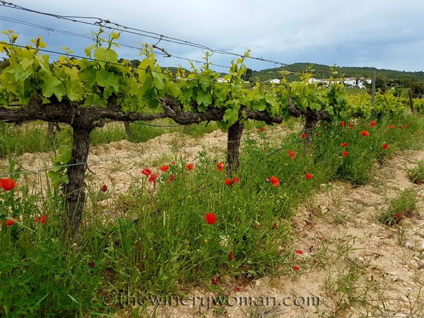 Vineyard20_5.3.18_TWW