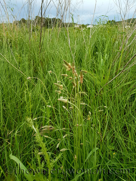 Vineyard21_5.3.18_TWW