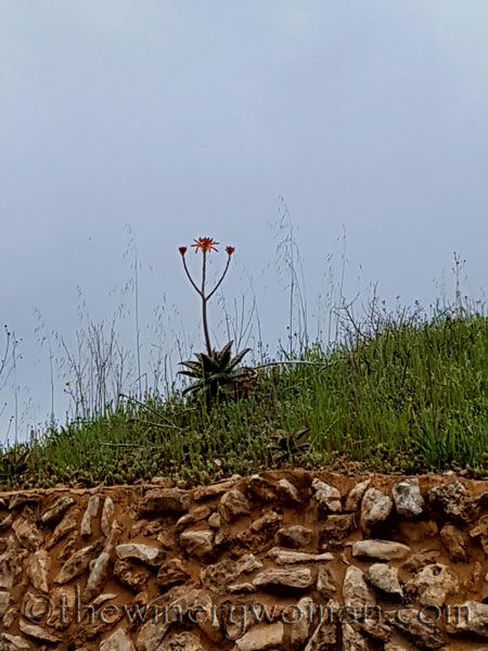 Vineyard25_5.3.18_TWW