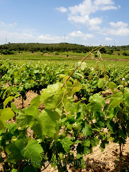 Vineyard2_5.28-29.18_TWW